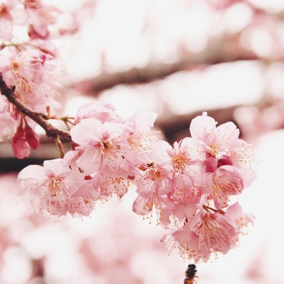 Meet your Posher, Jennifer - Picture 1 of 1